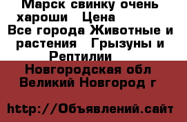 Марск свинку очень хароши › Цена ­ 2 000 - Все города Животные и растения » Грызуны и Рептилии   . Новгородская обл.,Великий Новгород г.